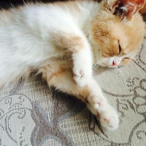 日本乱伦中文字幕
